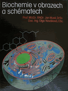 Biochemie v obrazech a schématech