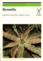 Bromélie