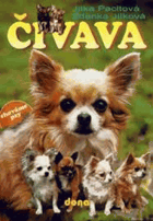 Čivava