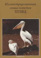 Иллюстрированная энциклопедия птиц