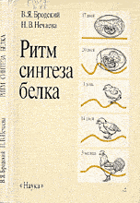 Ритм синтеза белка