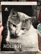 КОШКА KOČKY Erich Tylínek - ONLY 4 ORIG. photos FROM 24PCS PORTFOLIO