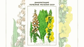 Дикорастущие полезные растения СССР