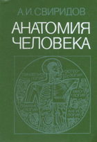 Анатомия человека