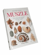Muszle