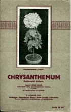 Chrysanthemum Racionelní kultura