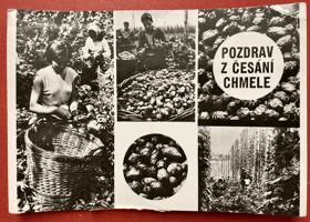 Pozdrav z česání chmele. Chmel, chmelová brigáda Pohled Pohlednice