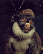 The Illustrated Encyclopedia of the Animal Kingdom, Vol. 5