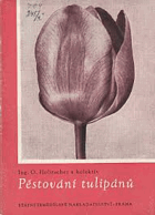 Pěstování tulipánů