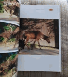 ZOO Praha Zvířata z pražské ZOO na fotografiích Herberta Slavíka