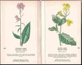 2SVAZKY Naše květiny